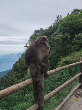 峨眉山猴