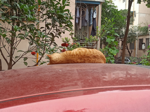 流浪猫睡觉