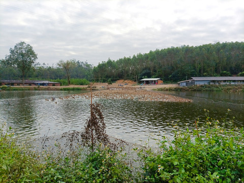 鱼塘风景