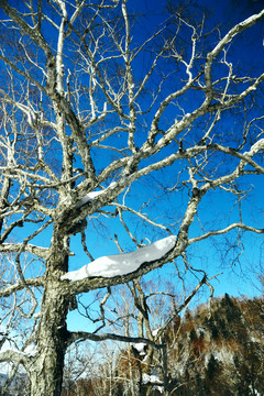 晴朗冬天森林里有积雪的枯树