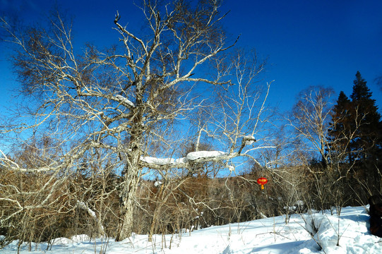 寒冬蓝天下的雪地和树林