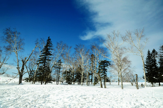 寒冬蓝天下的雪地和树林