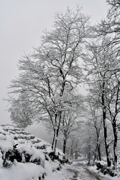 雪