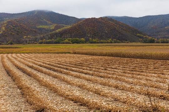 秋季农田收割玉米