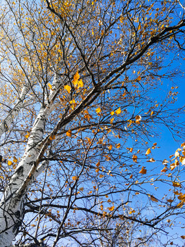 仰拍秋季白桦树蓝天