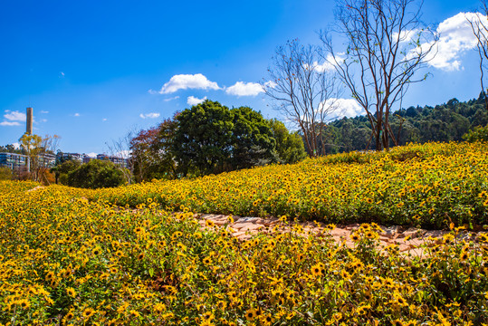 黑心菊花田