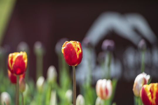 郁金香花园