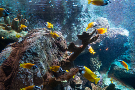 水族馆里的鱼