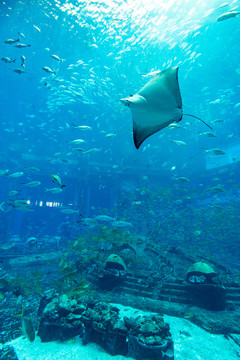 亚特兰蒂斯酒店水族馆