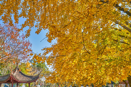 银杏树枝