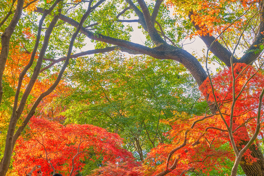 紅楓似火