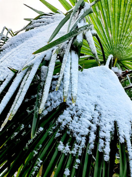 植物挂雪