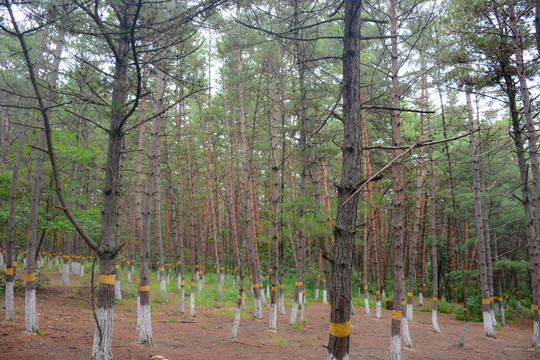 延吉市帽儿山风景区自然风光