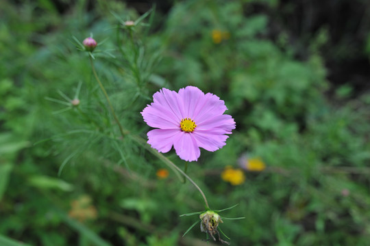 格桑花