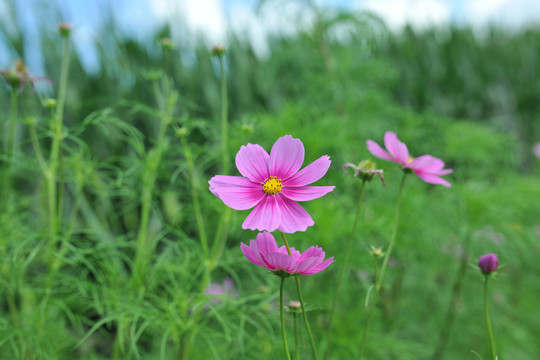 格桑花