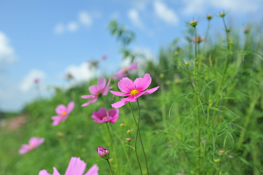 格桑花