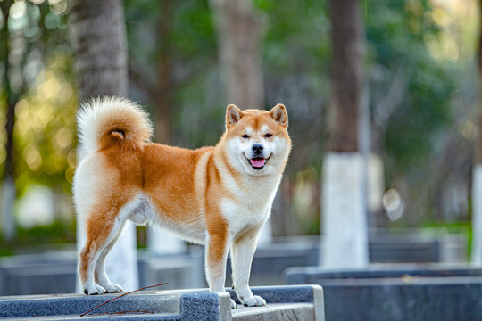 柴犬高清写真