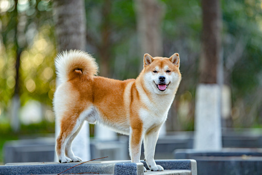 柴犬高清写真