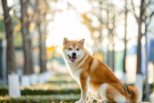 柴犬高清写真