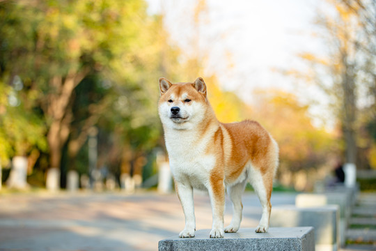 柴犬高清写真