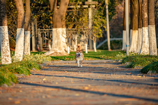 柴犬高清写真