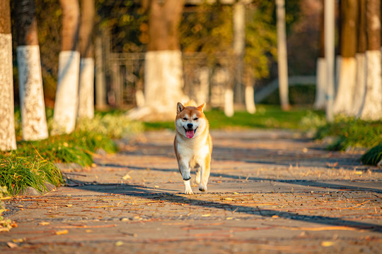 柴犬高清写真