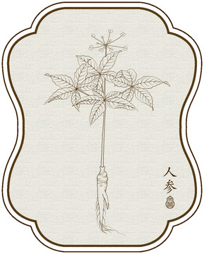 線描人參
