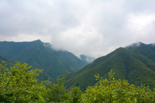 高山云雾