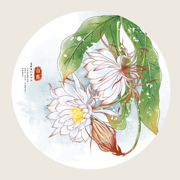 手繪花卉曇花二十四節(jié)氣之白露