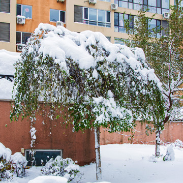 一棵挂着厚厚一层雪的树
