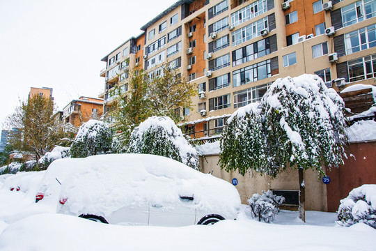 一排被雪覆盖的小汽车与树住宅