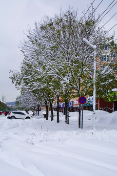 路边一排挂着雪的树与厚厚雪地