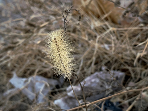 一根狗尾草