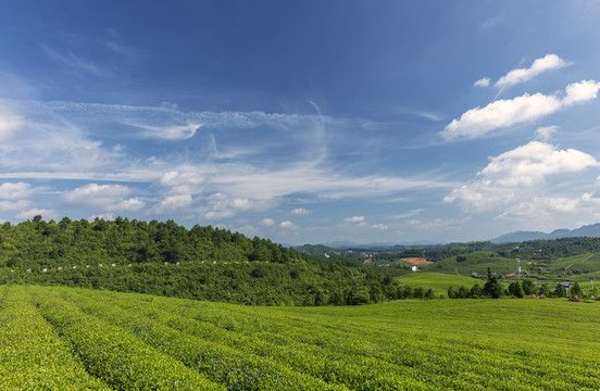 茶园茶场高山茶绿茶