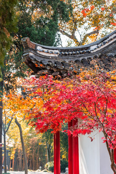 秋天扬州大明寺的枫叶与御碑亭