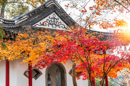 秋天扬州大明寺的枫叶与御碑亭