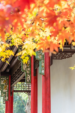 秋天扬州大明寺的枫叶与御碑亭