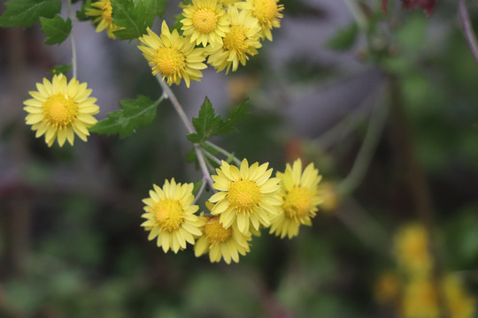 野菊花