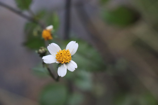 鬼针草花