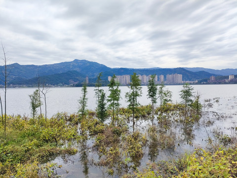 湖面水杉