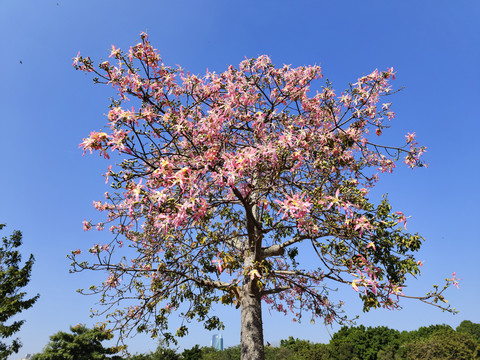 美丽异木棉