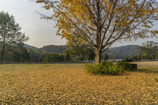 银杏树