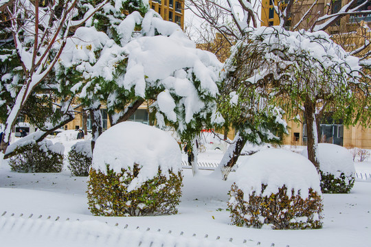 树木枝叶与球状树丛雪挂雪地