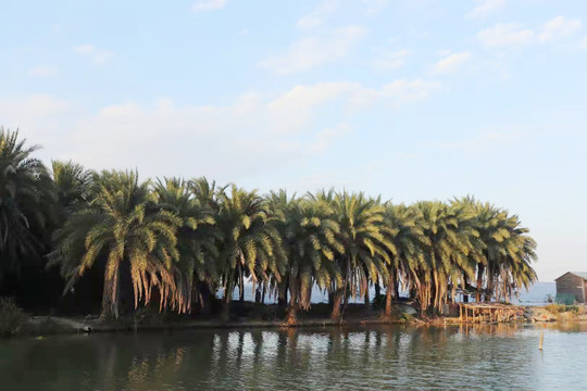 椰树海景