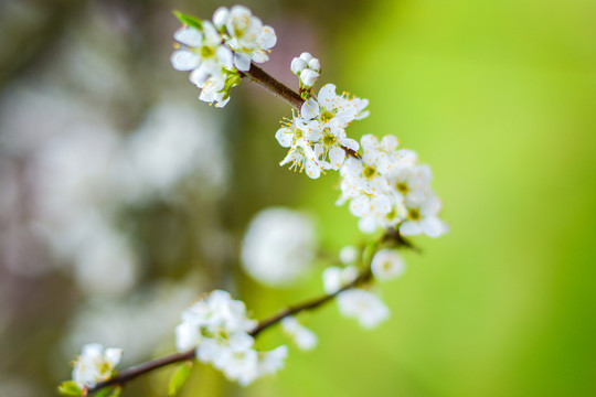 李子花