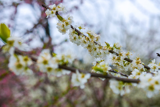 李子花