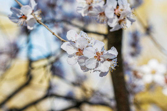 山桃花