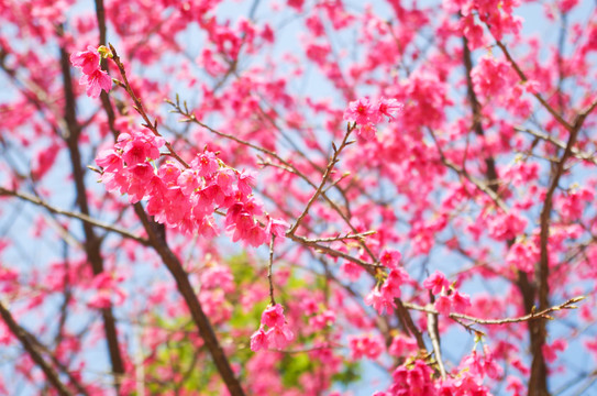 钟花樱桃