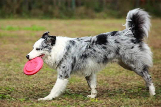 边境牧羊犬