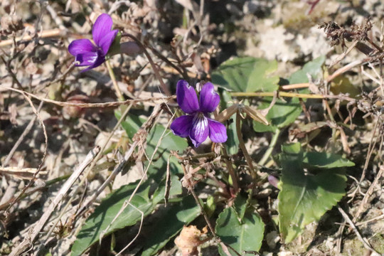 紫花地丁